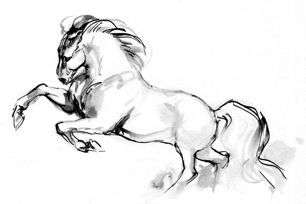 illustration marie laure manceaux cheval 14.jpg - Marie-Laure MANCEAUX | Virginie